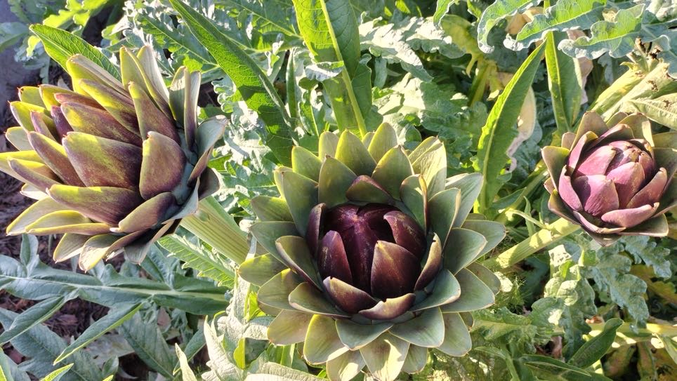 食用植物とアーティチョーク